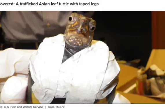 Recovered: A trafficked Asian leaf turtle with taped legs