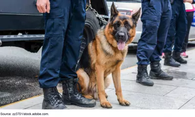 Brown police dog-German shepherd with armed police on duty.